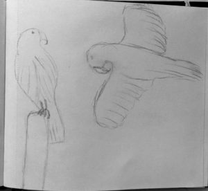Schets buizerd - boek ontwerp - grafisch ontwerp - Dots and Lines